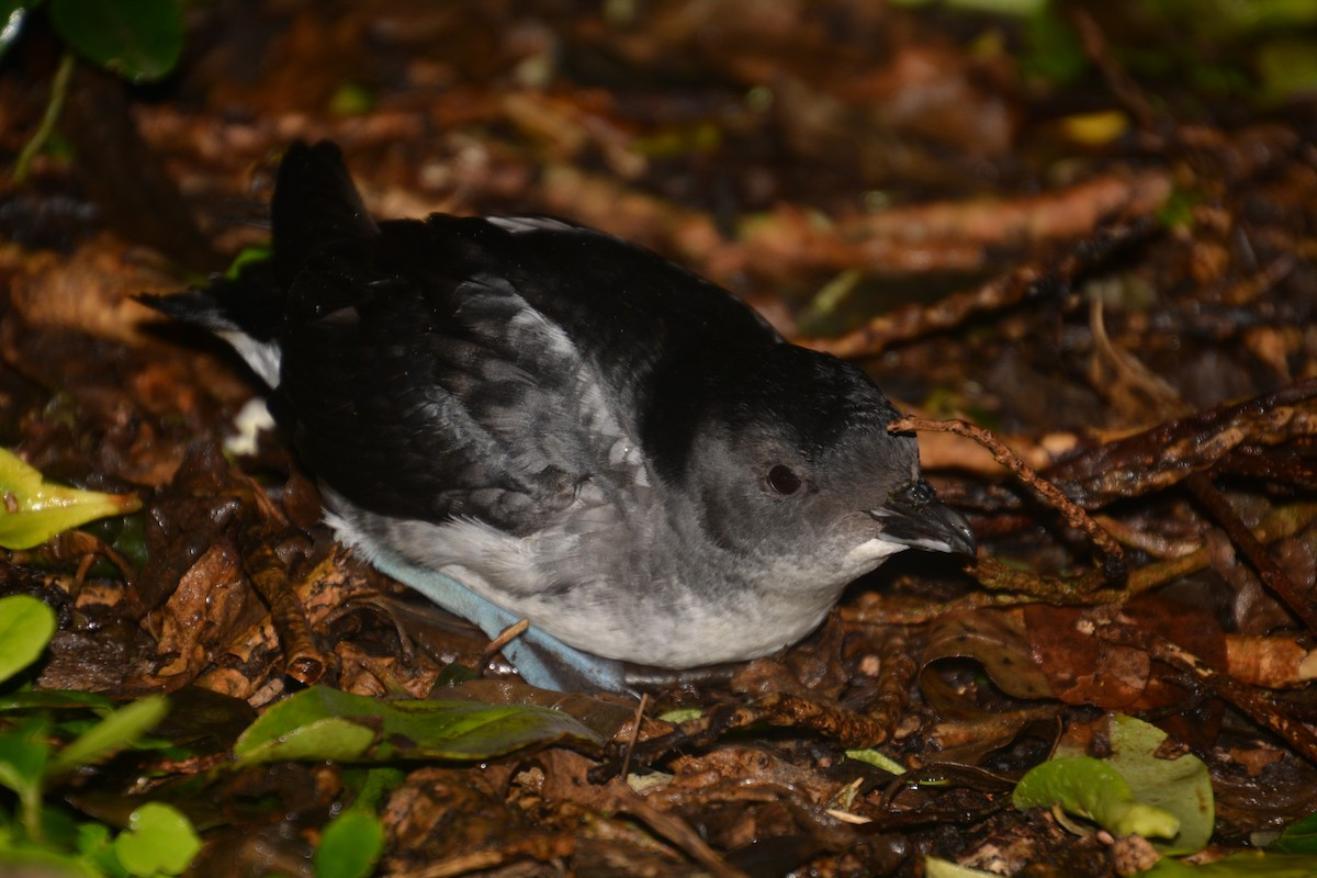 image Common Diving-Petrel